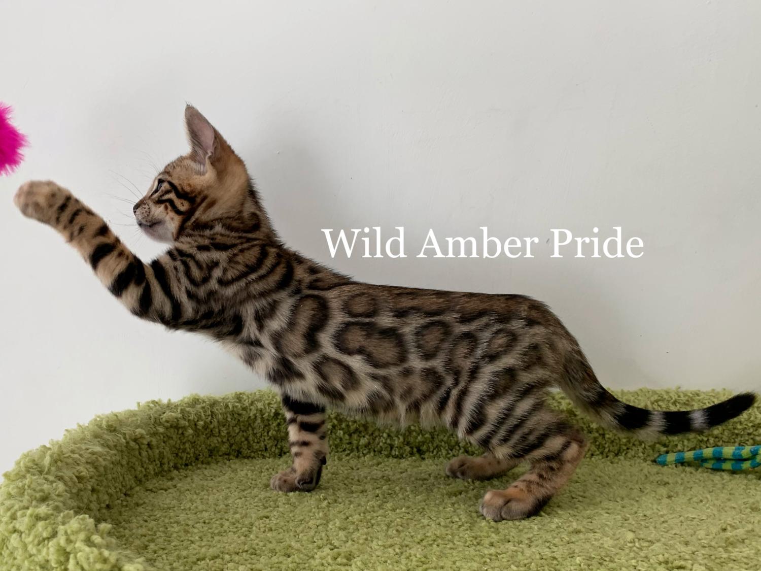 Kai Wild Amber Pride