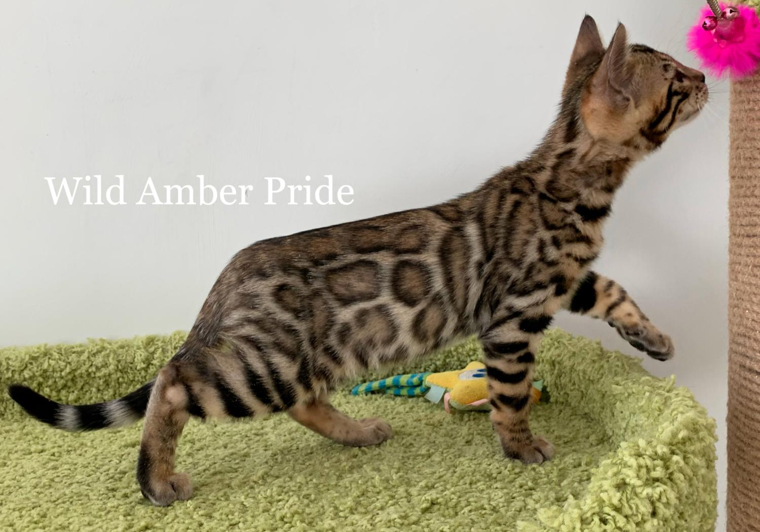 Kai Wild Amber Pride