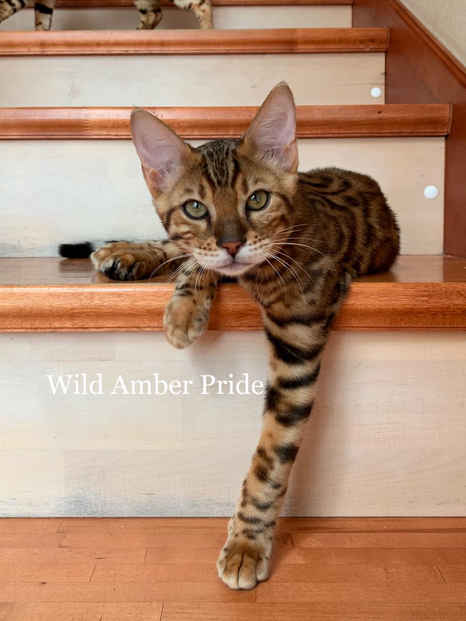 Leonardo Wild Amber Pride 