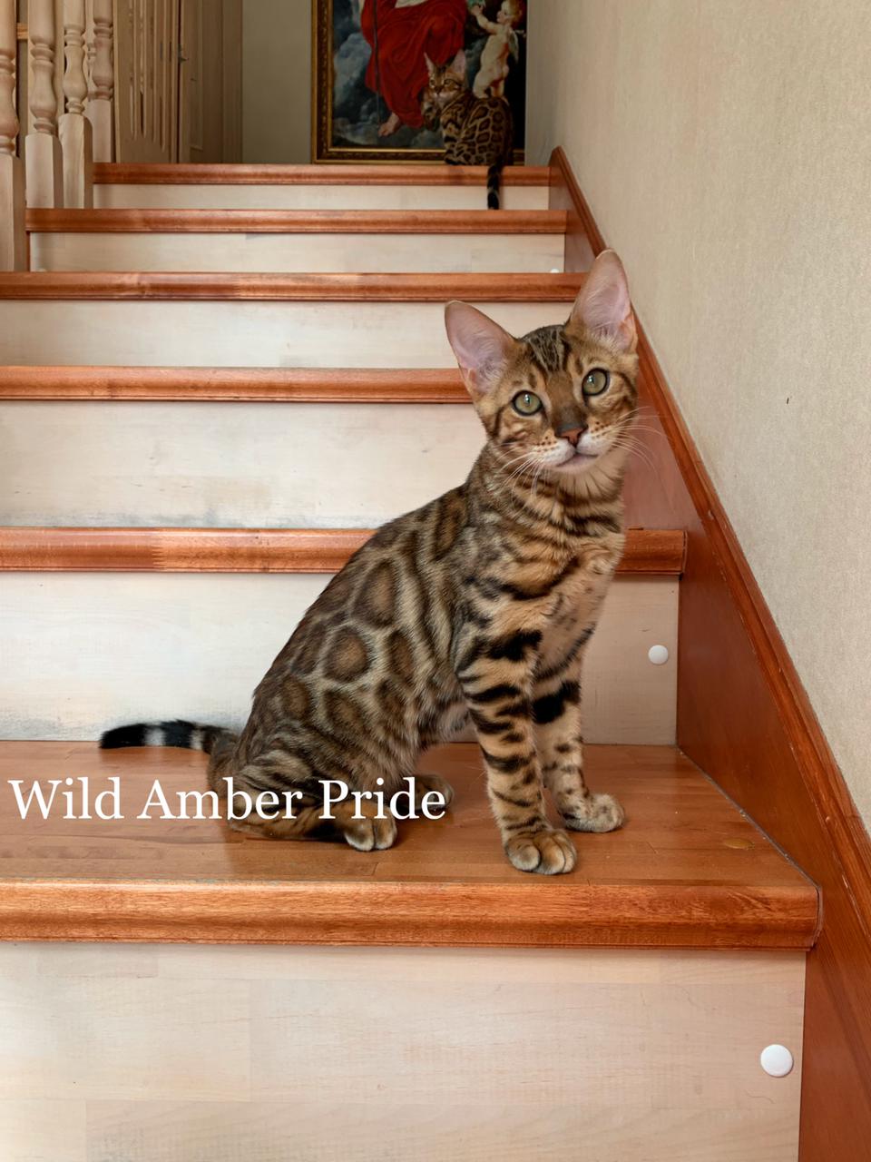 Leonardo Wild Amber Pride 